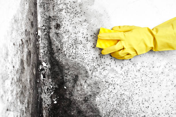 Best Residential Mold Removal  in Big Sandy, TX