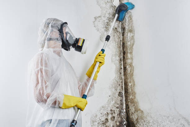 Best Home Mold Removal  in Big Sandy, TX