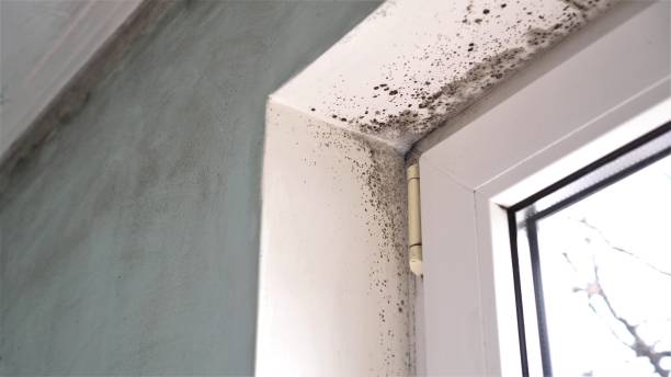 Best Attic Mold Removal  in Big Sandy, TX