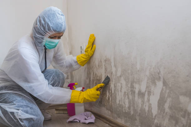 Best Toxic Mold Removal  in Big Sandy, TX