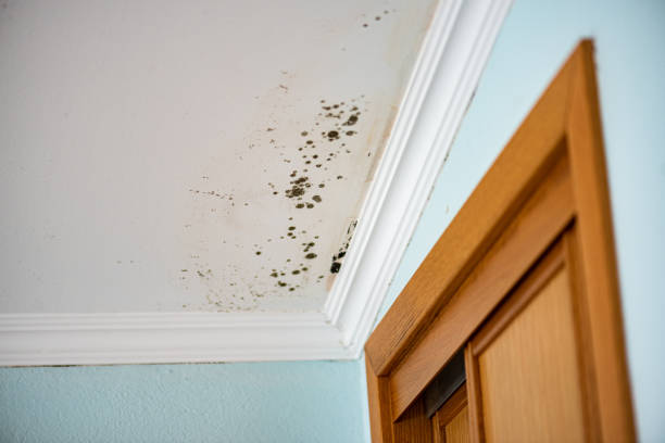 Best Residential Mold Removal  in Big Sandy, TX