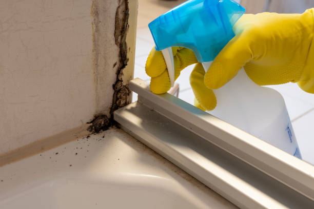 Best Same-Day Mold Removal  in Big Sandy, TX