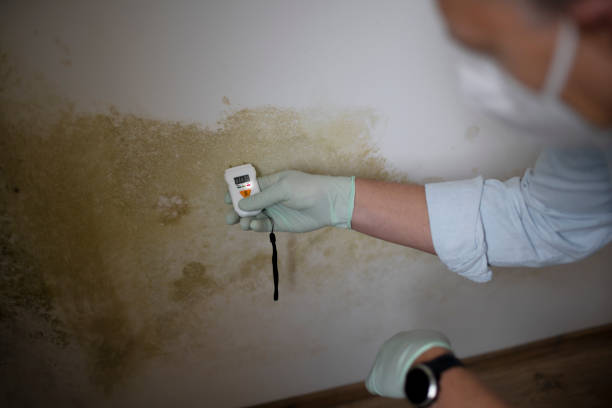 Best Certified Mold Removal  in Big Sandy, TX