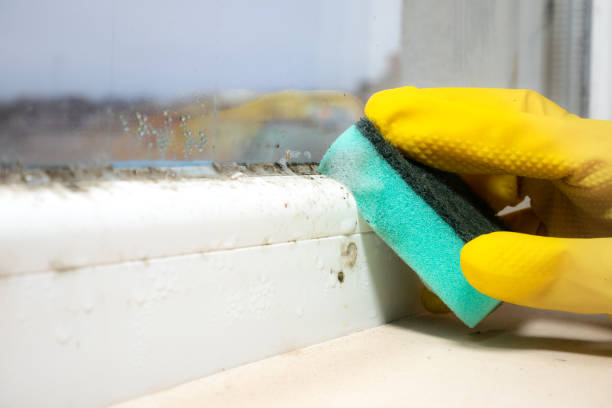 Best Fast Mold Removal  in Big Sandy, TX