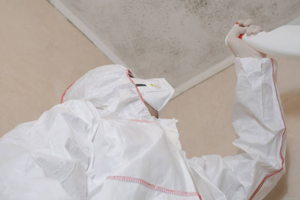 Best Mold Removal and Inspection  in Big Sandy, TX