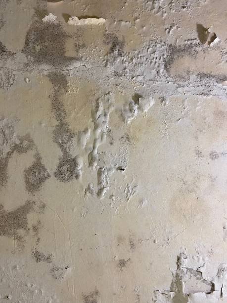 Best Crawl Space Mold Removal  in Big Sandy, TX