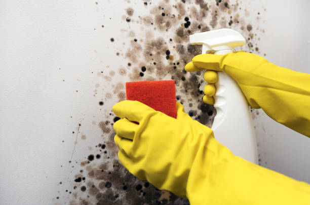 Best Emergency Mold Removal  in Big Sandy, TX