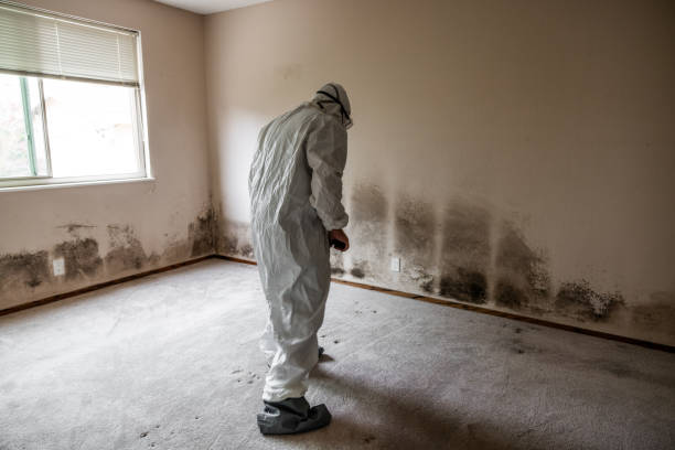 Best Commercial Mold Removal  in Big Sandy, TX