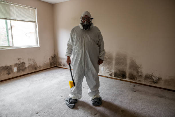 Best Attic Mold Removal  in Big Sandy, TX