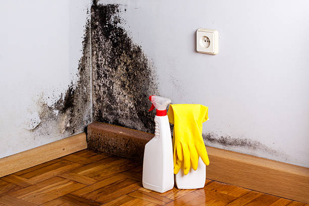 Best Best Mold Removal Companies  in Big Sandy, TX