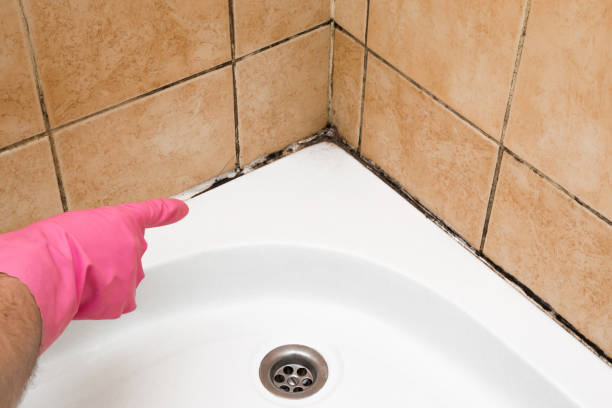 Mold Removal Process in Big Sandy, TX